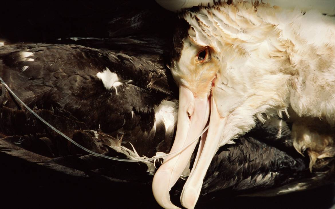 Toter Wanderalbatros als Opfer des Beifangs