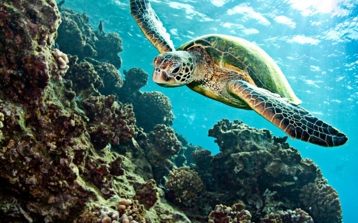 Schildkröte schwimmt über Korallen