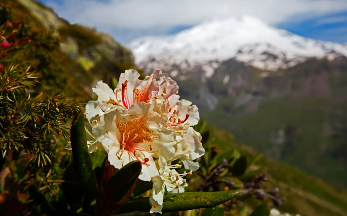 Kaukasische Rhododendron, Russland