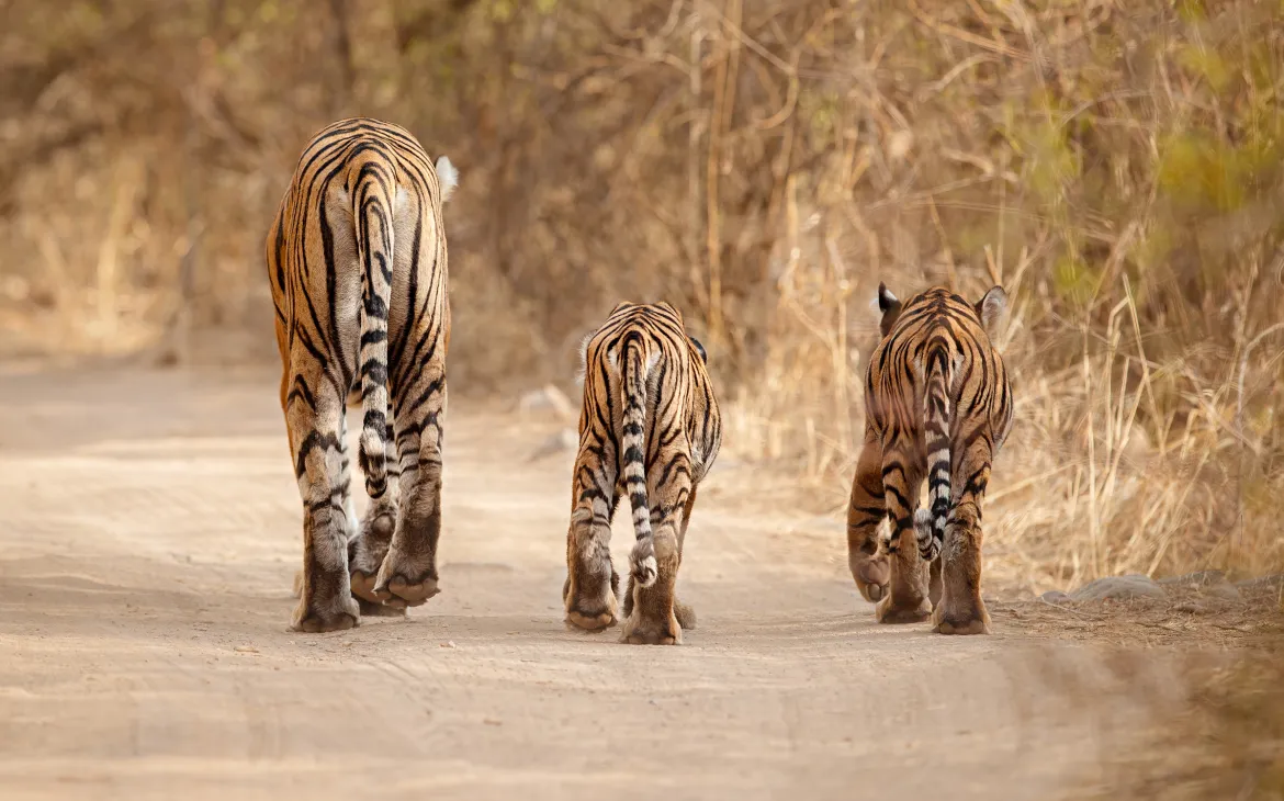 Eine Tigerfamilie läuft durch eine Graslandschaft