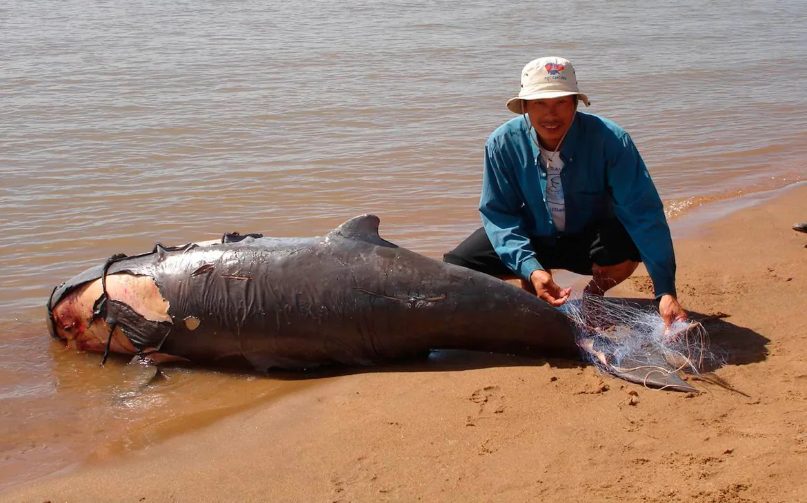 Toter Irrawaddy-Flussdelfin in Kambodscha