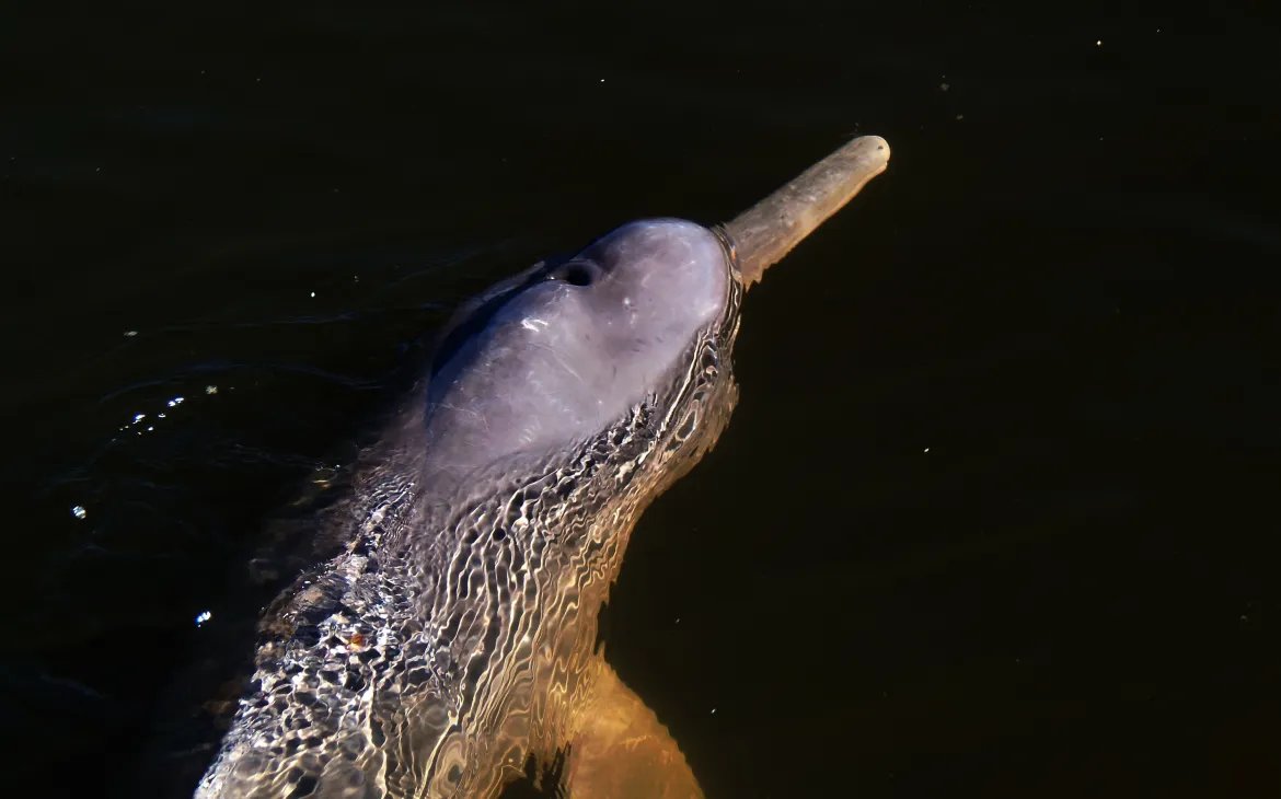 Recentemente scoperto Amazon delfino del fiume-Art