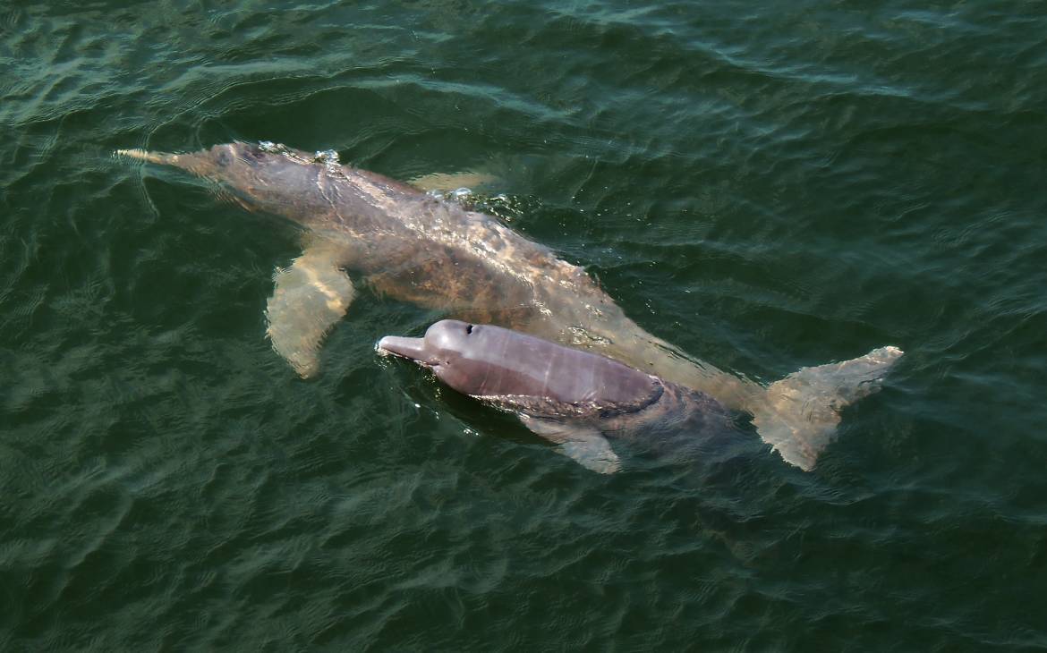 specie delfino del fiume di recente scoperta di Amazon, la madre con il vitello