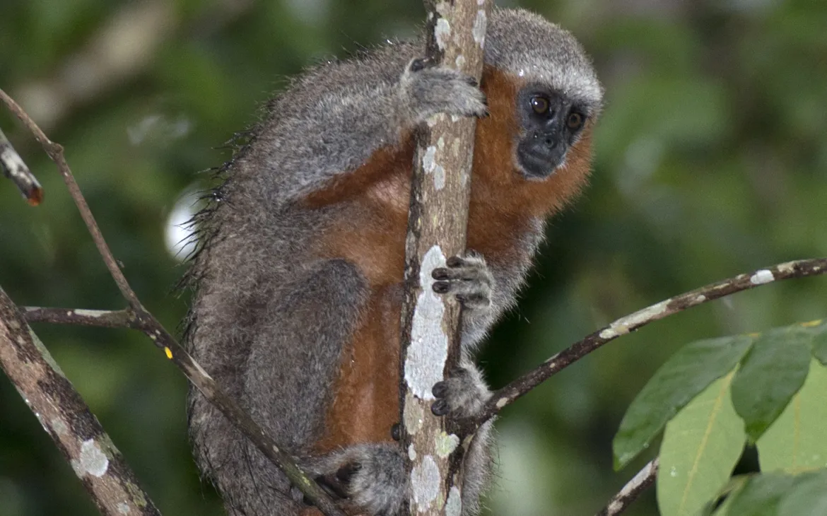 Recentemente scoperto Springaffenart (Plecturocebus miltoni)