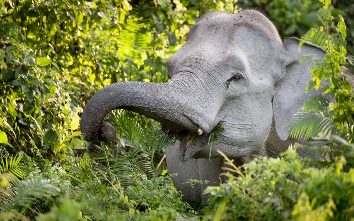 Asiatischer Elefant frisst Zweige von Bäumen