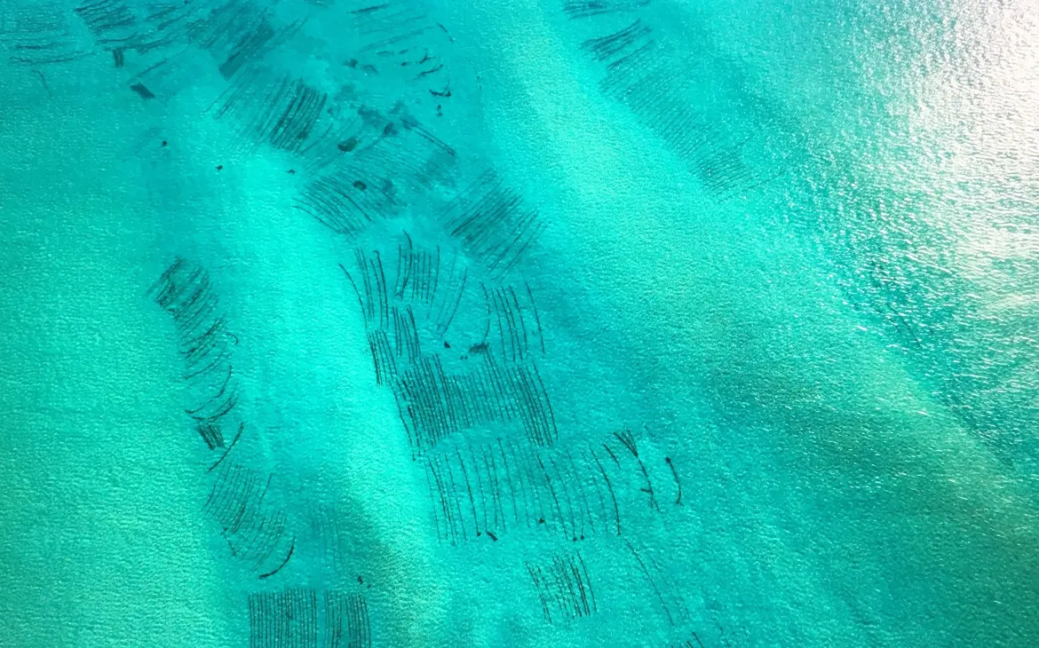 agricoltura alghe in Madagascar