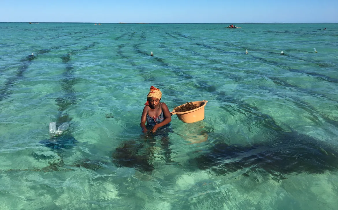 agricoltura alghe in Madagascar