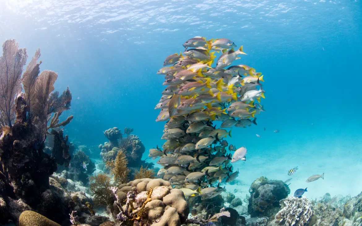 Korallenriff vor Belize