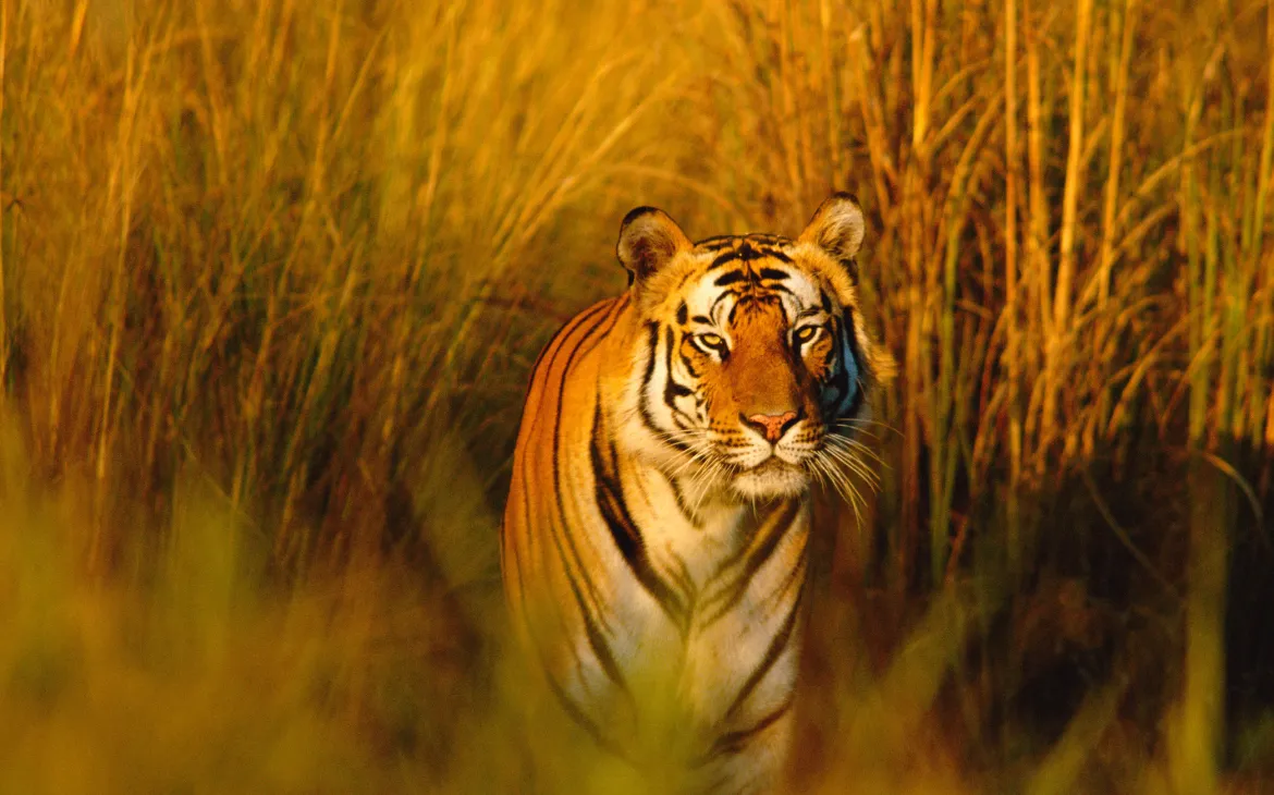 Bengalischer Tiger im hohen Gras