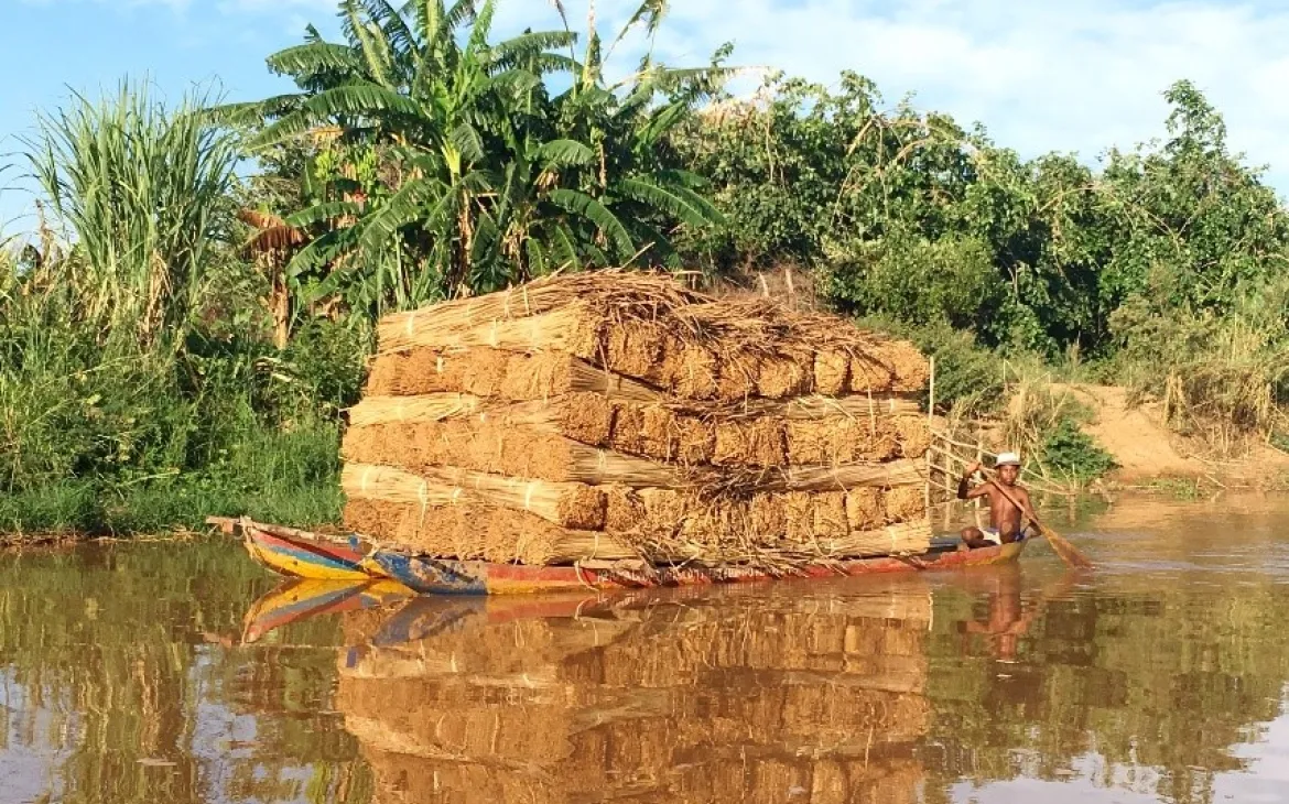 Mangroven in Madagaskar