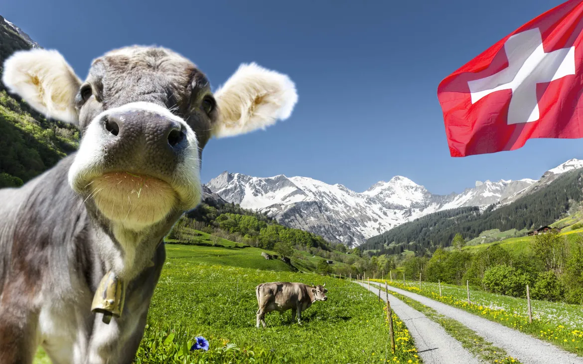 Kühe und Schweizer Flage 