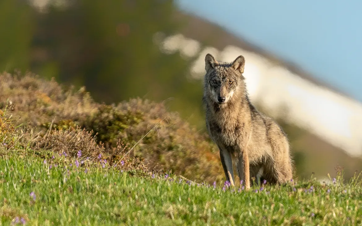 Calanda Wolf, Graubünden