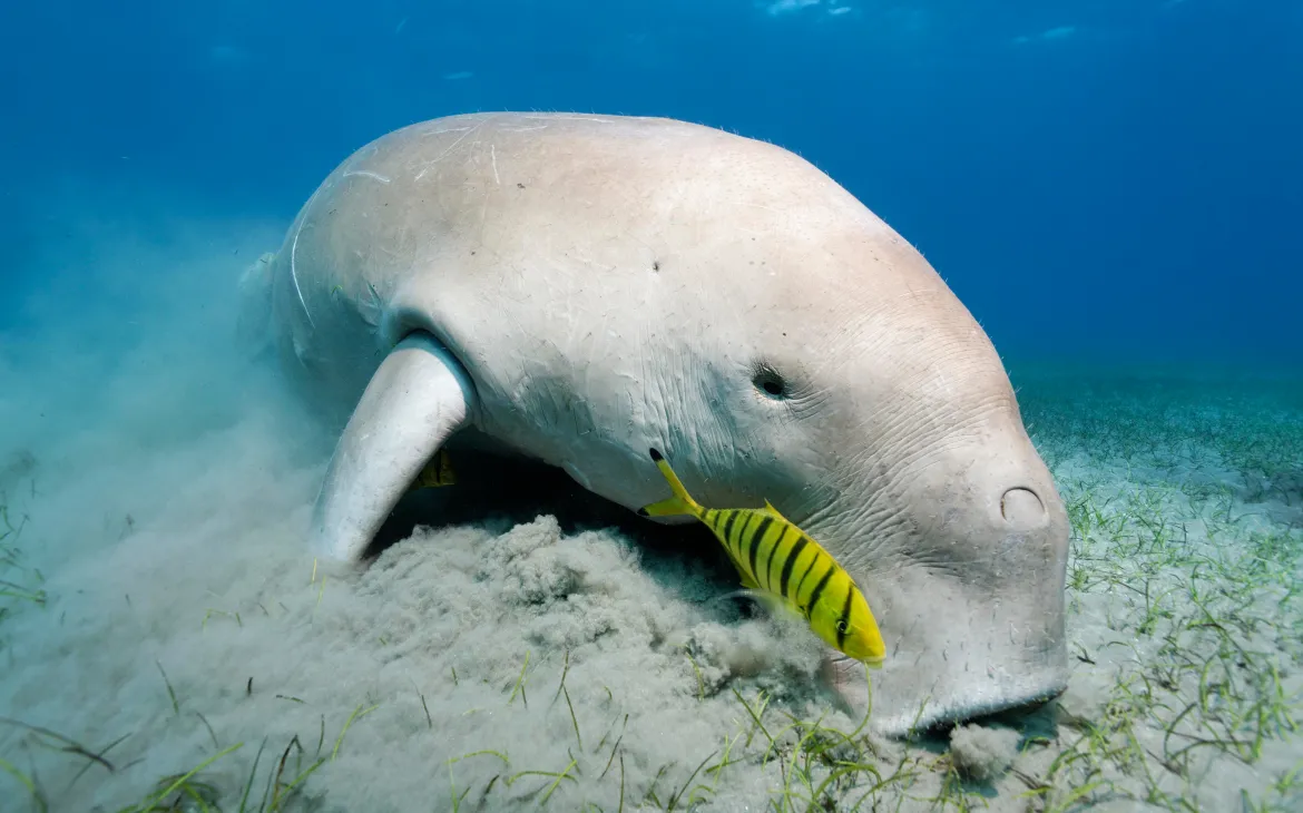 Dugong weidet auf Seegraswiese, Grosses Barriereriff, Australien