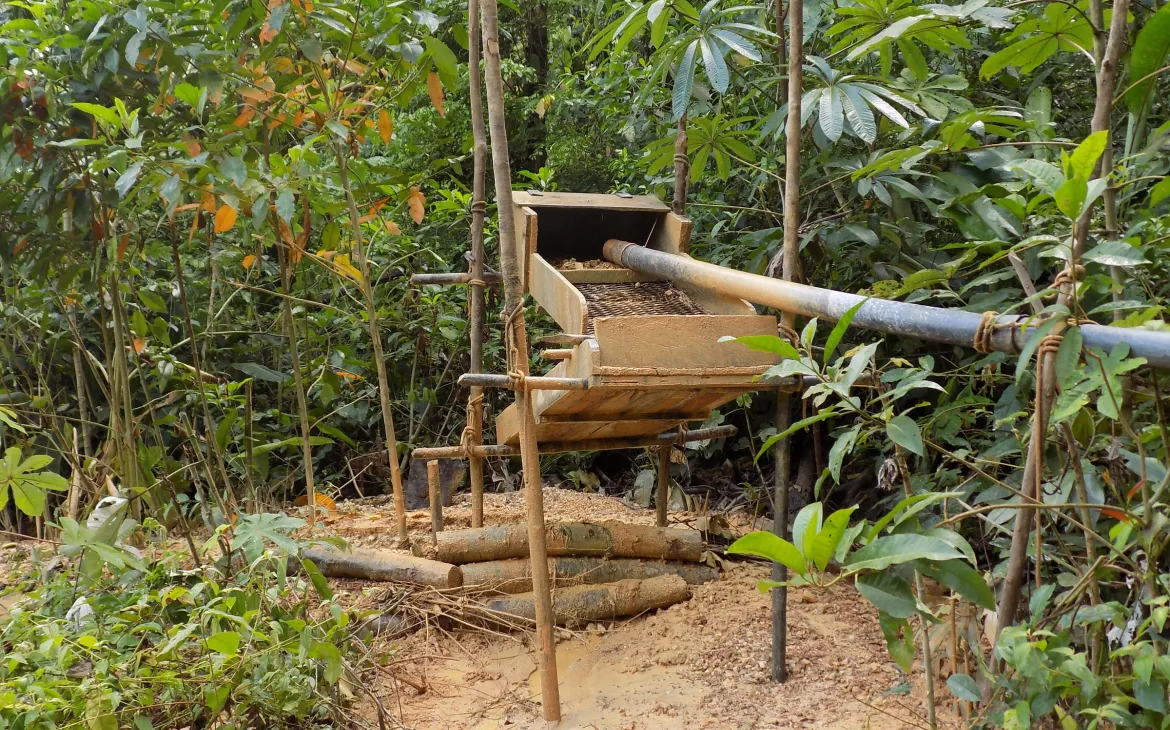 Abholzung für Goldminen