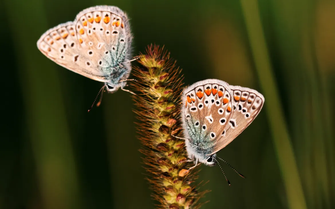 Schmetterling (Lycaenidae)