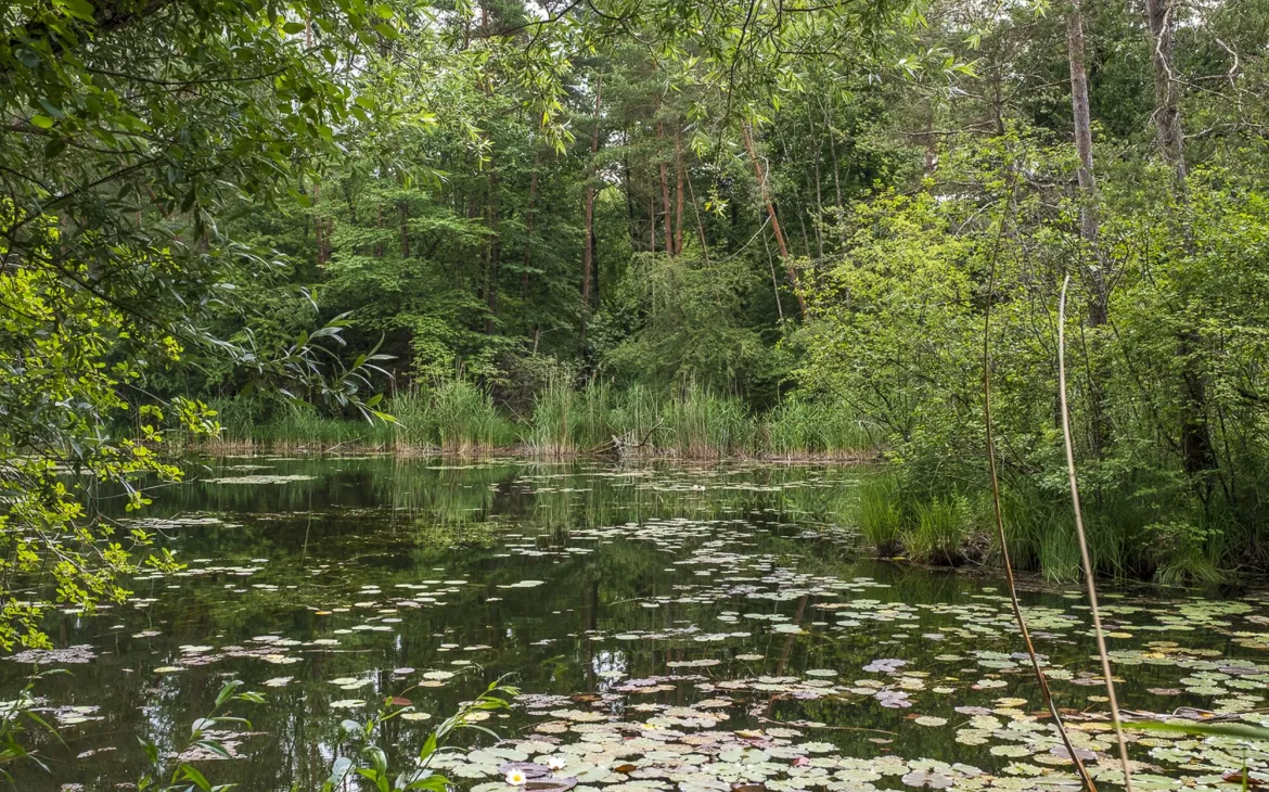 Ruhiges Wasser der Alten Aare