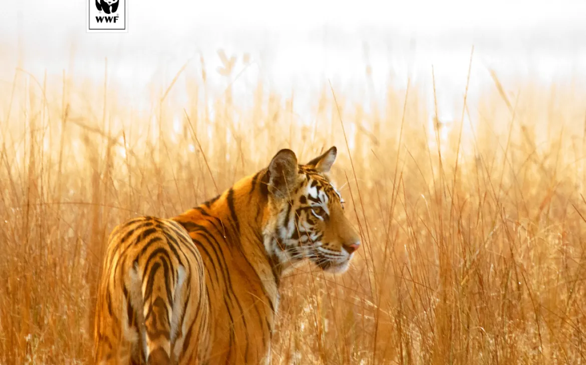 Wallpaper Indian Tiger Tablet