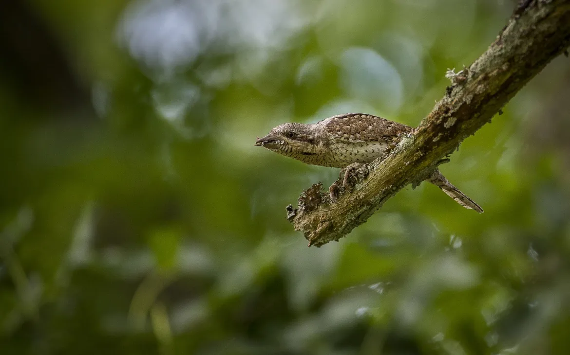 Wendehals auf einem Ast