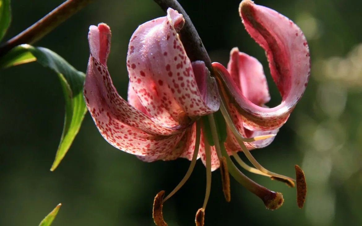 Nahaufnahme eines Türkenbundes