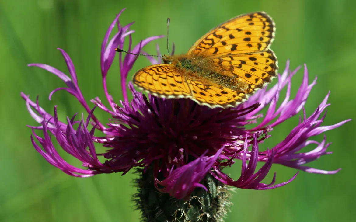 Kaisermantel auf einer Blume