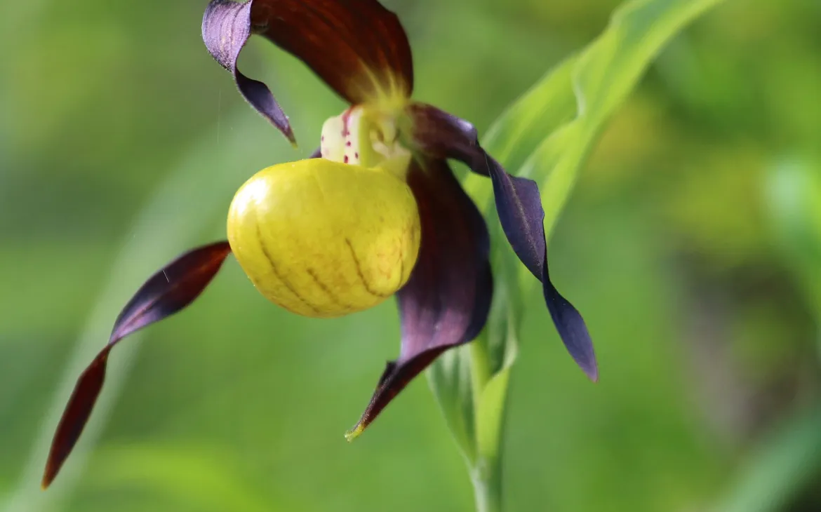 Nahaufnahme eines Frauenschuhs