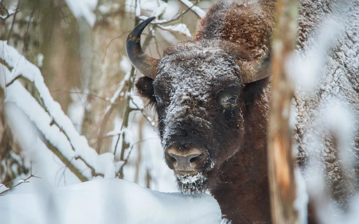 Wisent (Bison bonasus) im Kaluga Zaseki Reservat