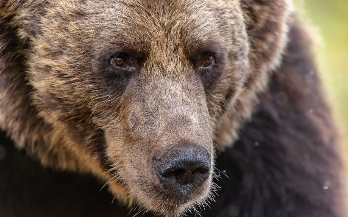 Eine Nahaufnahme von einem Braunbär der neben die Kamera schaut.