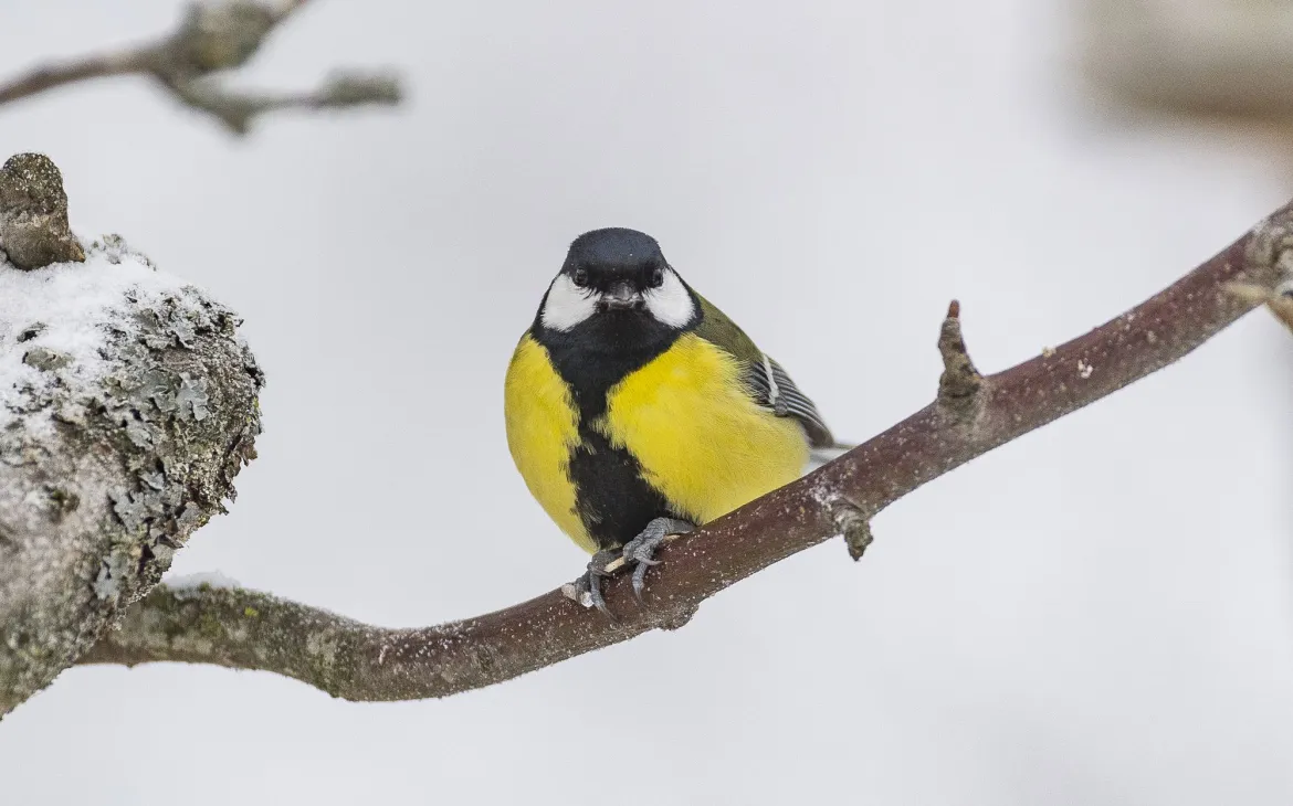 Eine Kohlmeise sitzt auf einem schneebedeckten Ast.