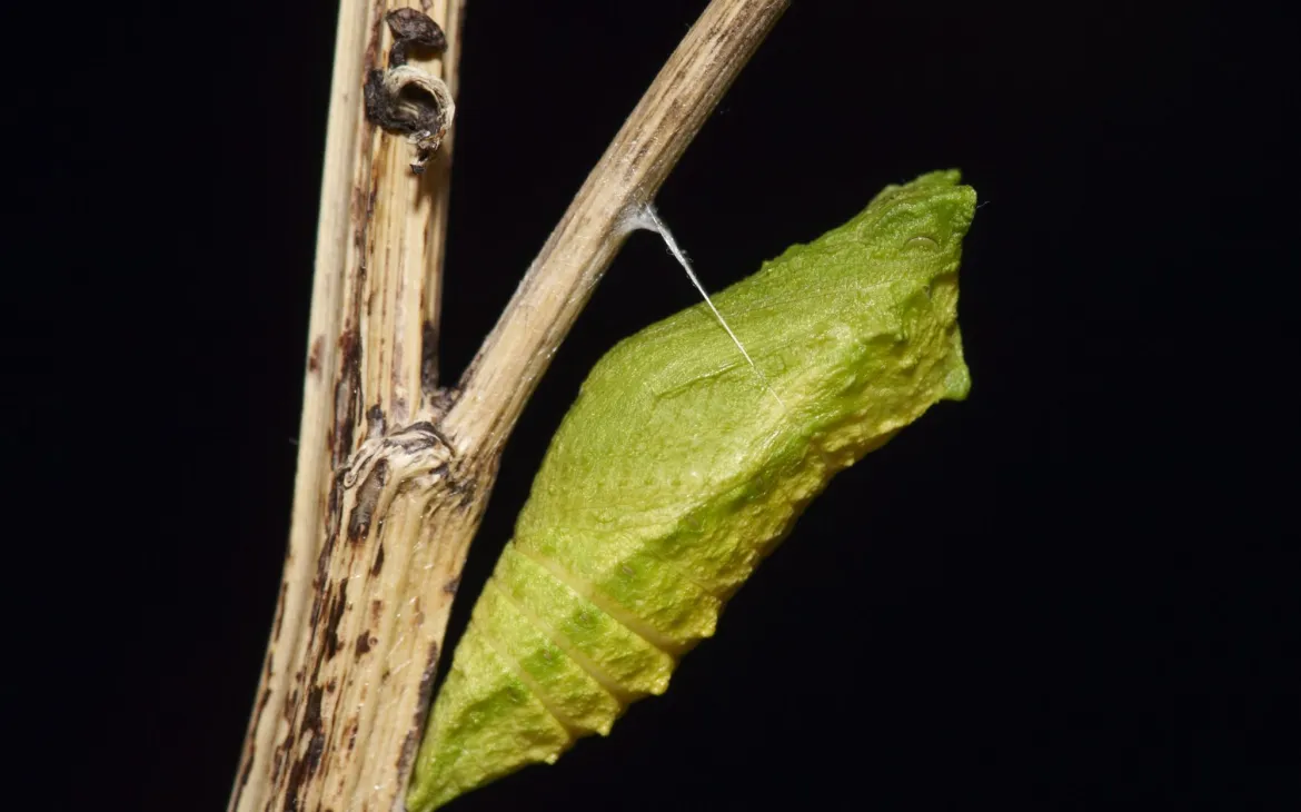Die Puppe eines Schwalbenschwanzes hängt an einem Ast.