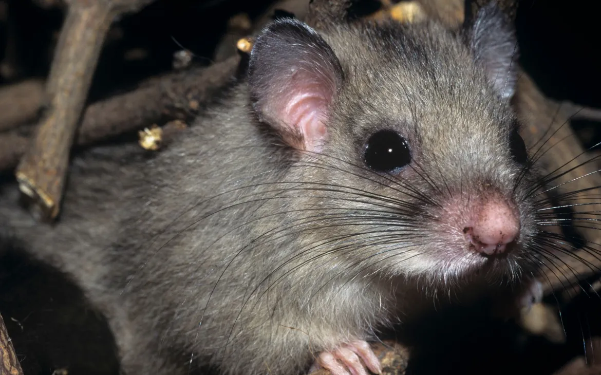 Ein Siebenschläfer in Grossaufnahme.