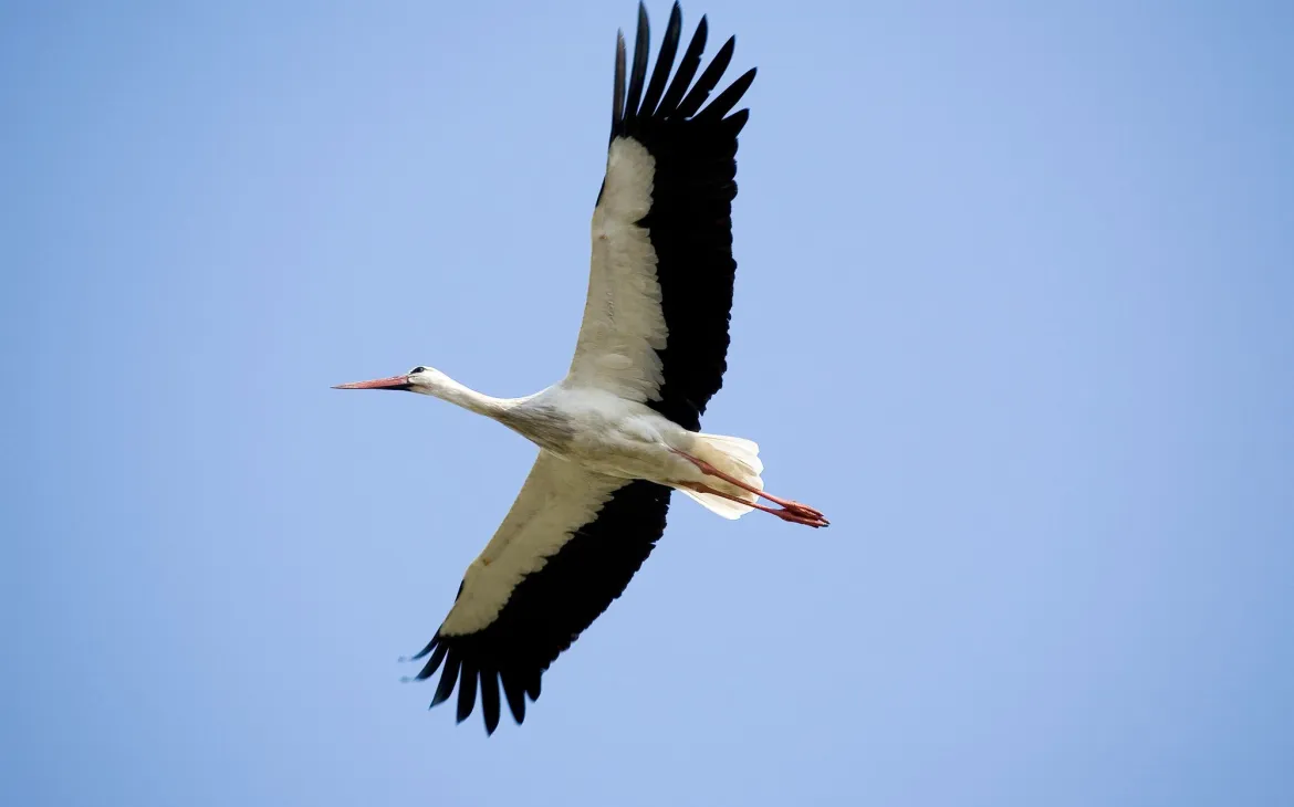 Ein fliegender weisser Storch von unten.