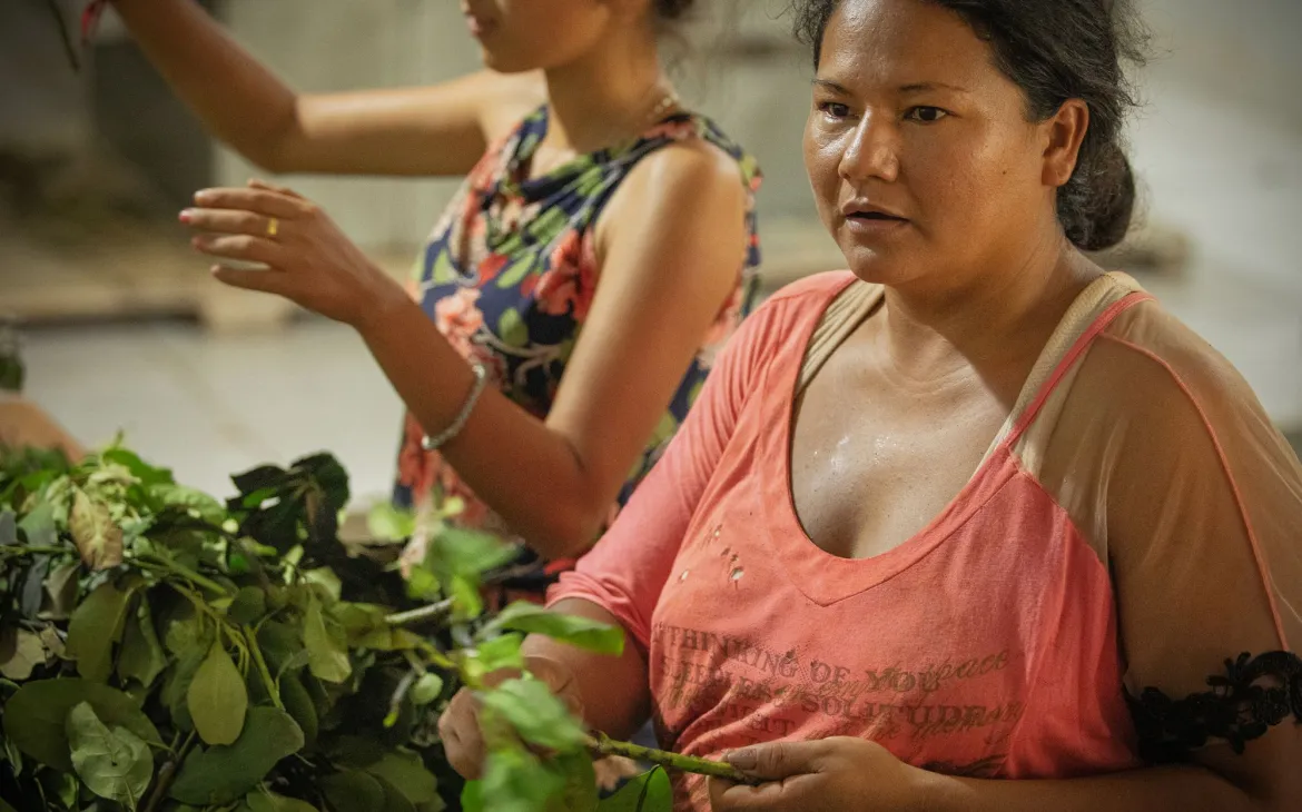 Frauen-Cooperative bei der Mate-Ernte in Paraguay