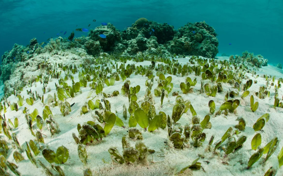 Seegraswiese, die Leibspeise des Dungongs