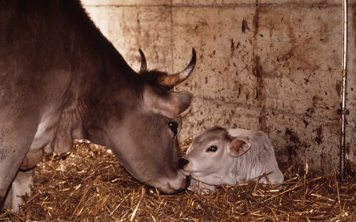 Kuh in Freilaufstall