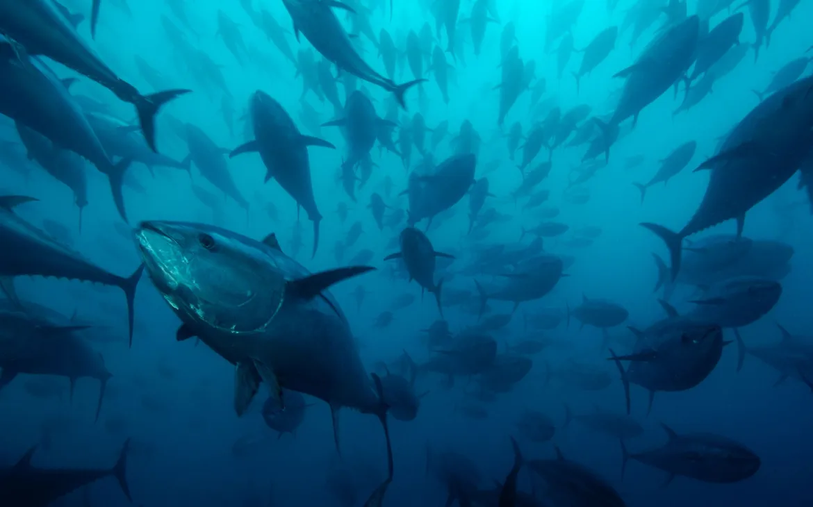 Thunfische in Spanien