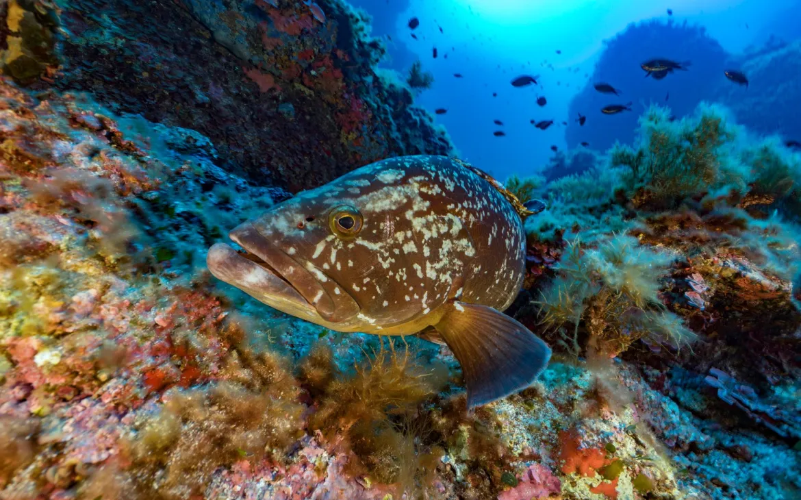 Meeresgrund des Mittelmeers