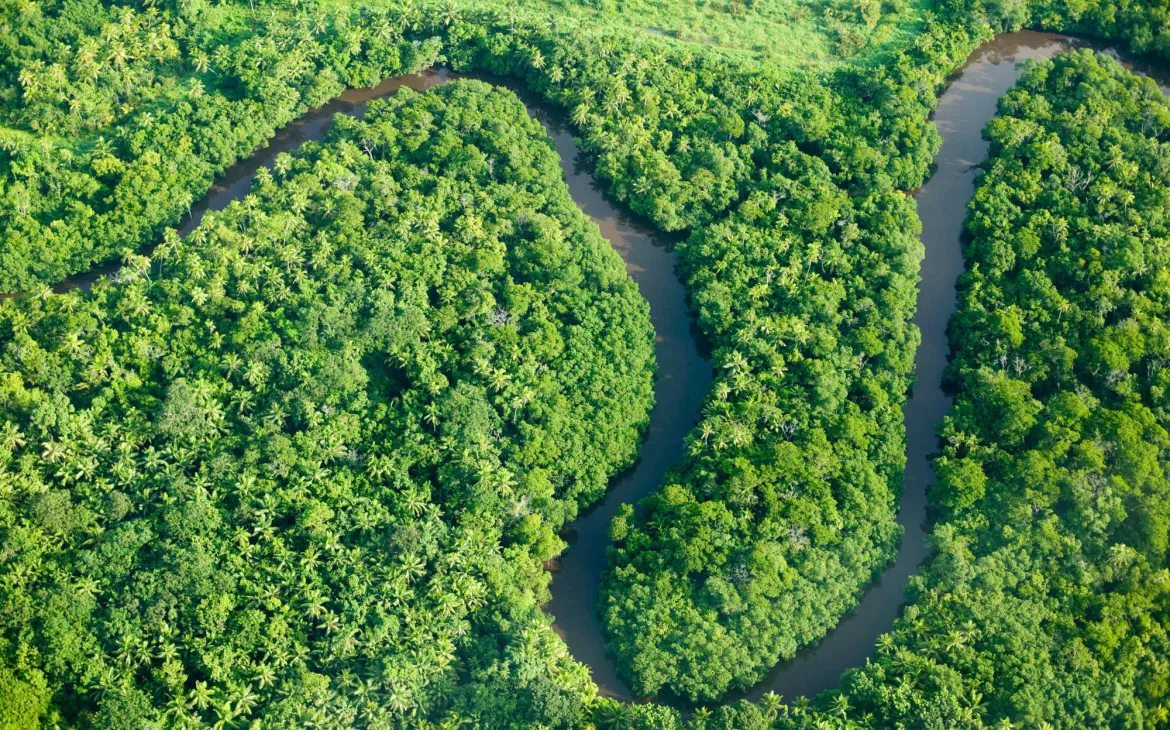 Rainforest and river 