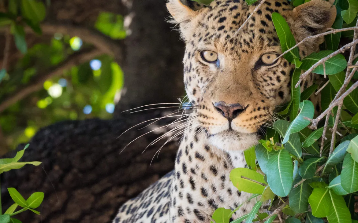 A sitting Leopard in the forest