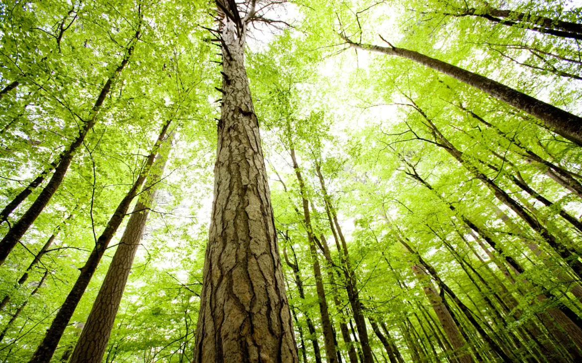 A forest upwards look