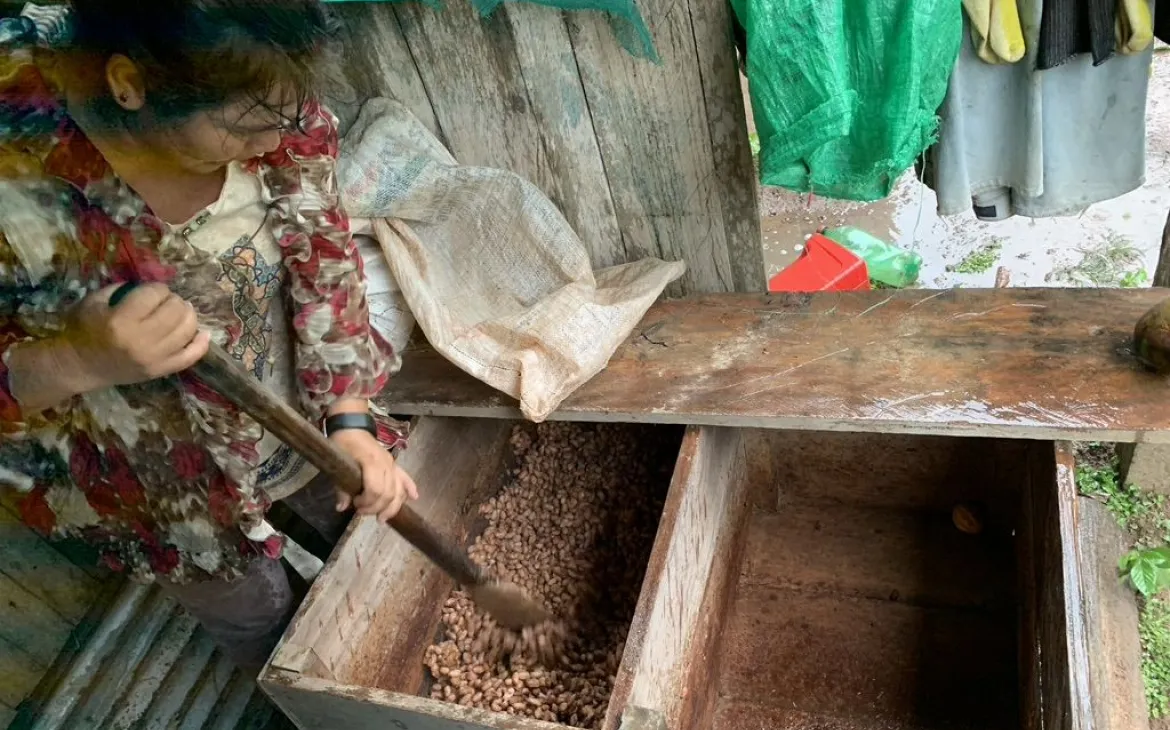 Kakao-Produktion im Iténez-Projekt