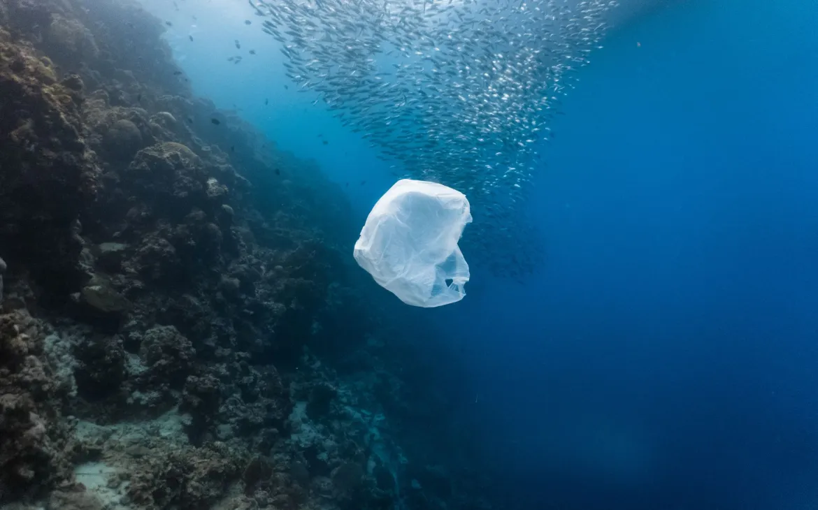Plastikmüll und Fischschwarm in einem flachen Riff