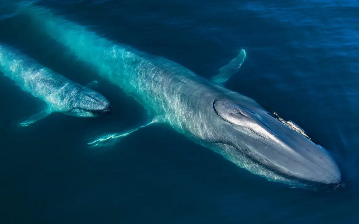 © photographer / Netflix / Silverback Films.