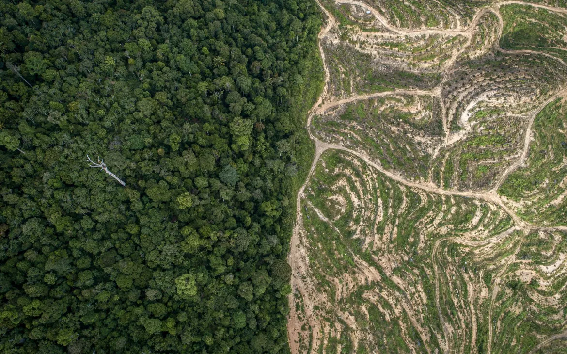 Luftaufnahme eines Waldes neben einer Palmölplantage