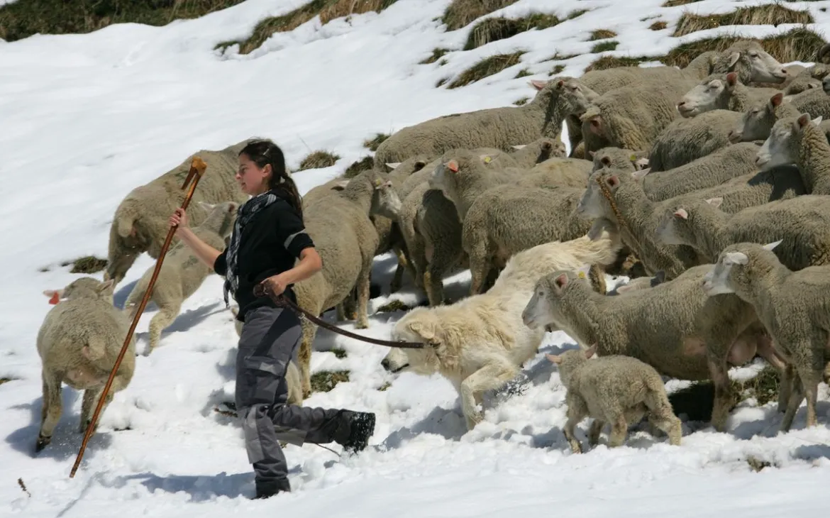 Frau schreitet voran an Herdenschutzhundkurs