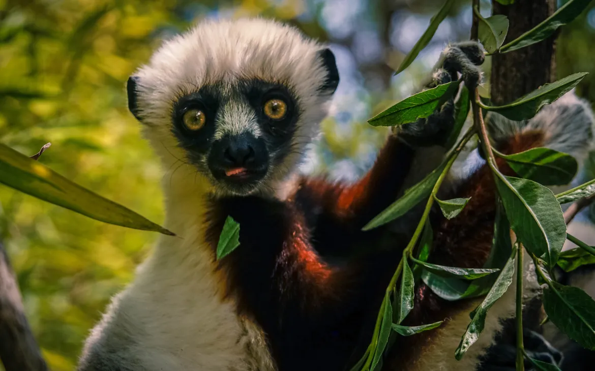 Curious Sifaka on Tree in Madagascar