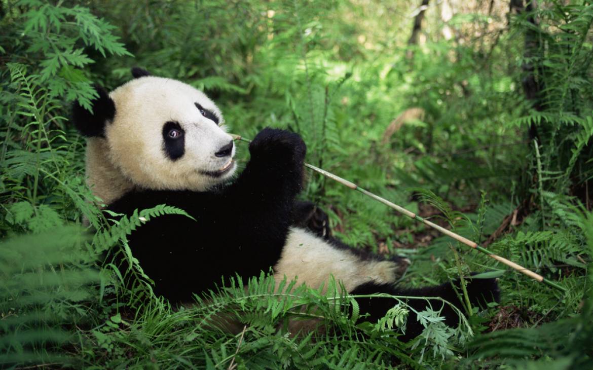 Ein Panda am Bambus essen