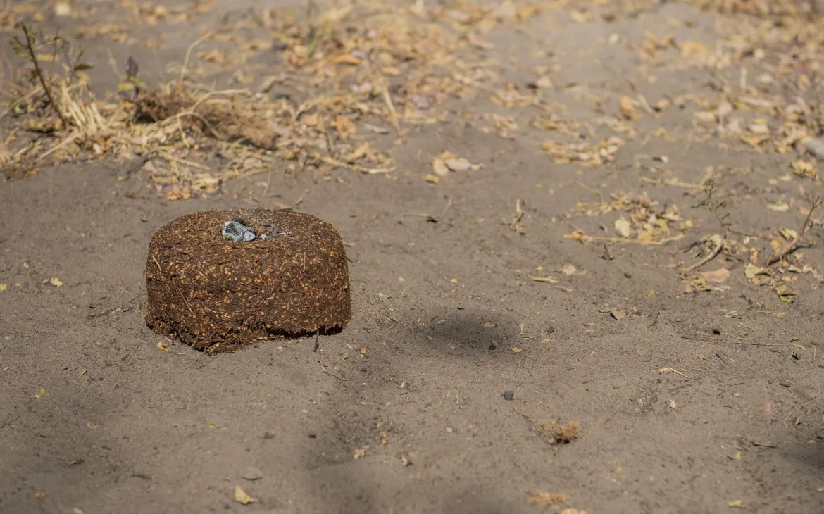 Chili-Bombe, die in Namibia gegen Elefanten eingesetzt wird