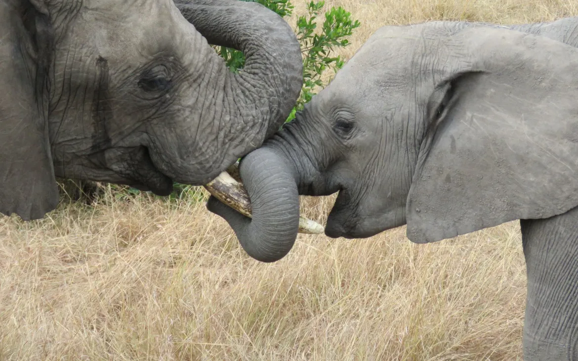 Afrikanischer Buschelefant mit Kalb 