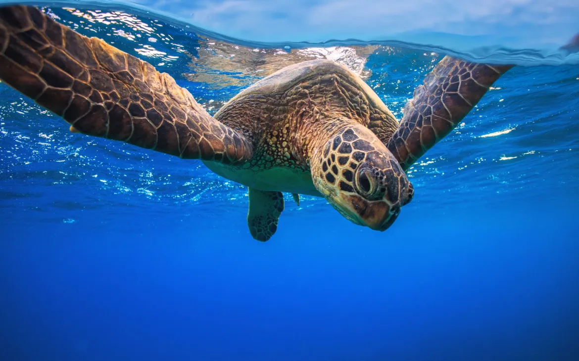 Nahaufnahme einer Grünen Meereschildkröte