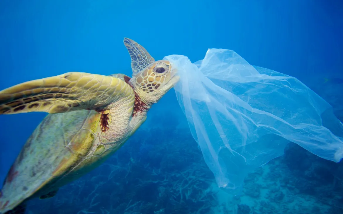 Grüne Meeresschildkröte mit Plastiksack 